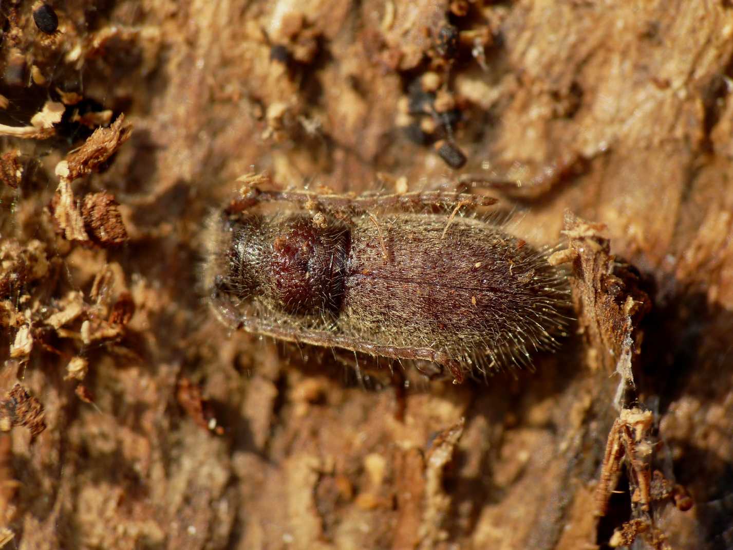 Parmena...quale? P. pubescens pubescens